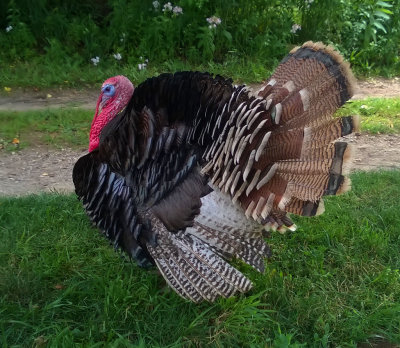 Snood the Turkey