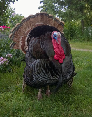 Snood the Turkey