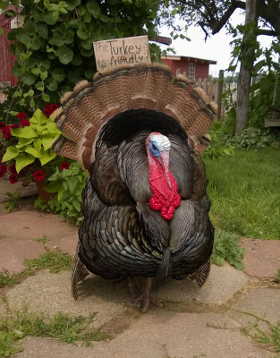 Snood the Turkey