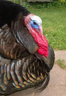 Snood the Turkey