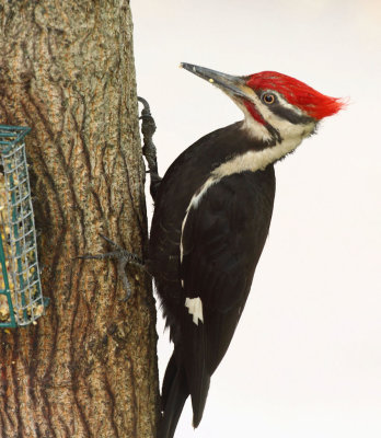 Piliated Woodpecker