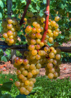 Dablon Winery Gallery