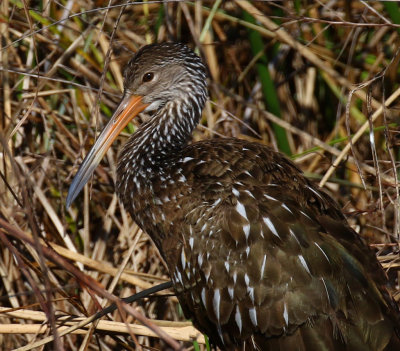 Limpkin, Celery Fields, Sarasota