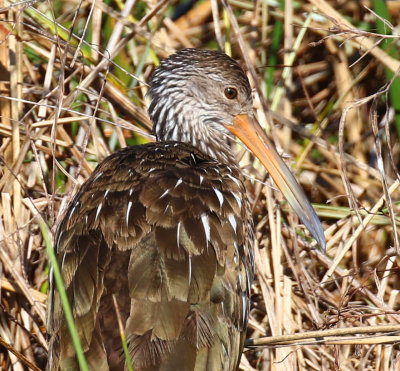 Limpkin, Celery Fields, Sarasota