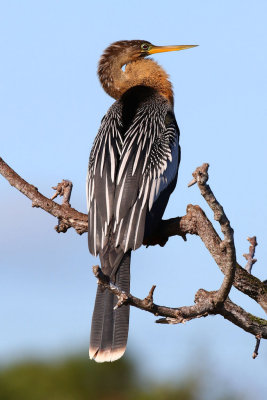 Anhinga, Venice Rockery, Venice