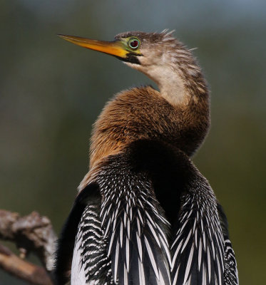 Anhinga, Venice Rockery, Venice