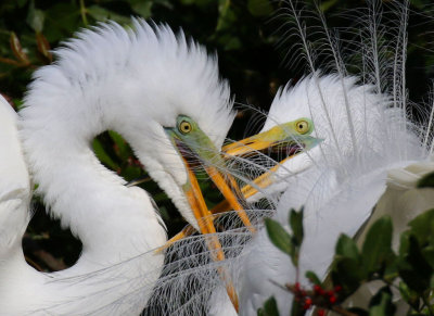 Egret Pair, Venice Rockery, Venice