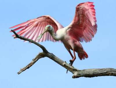 Roseate Spoonbill