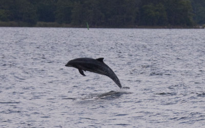 Delfiner Pataholm den 13 sept 2015
