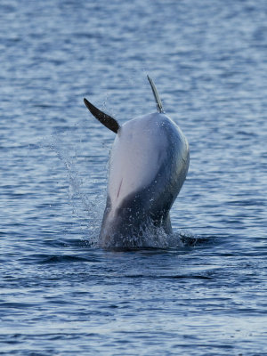 delfin11.jpg