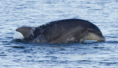 delfin12.jpg