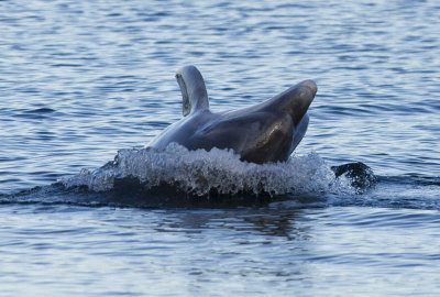 delfin16.jpg