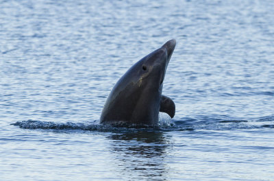 delfin15.jpg