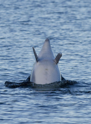 delfin19.jpg