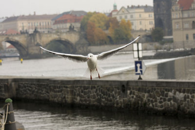 prag6.jpg