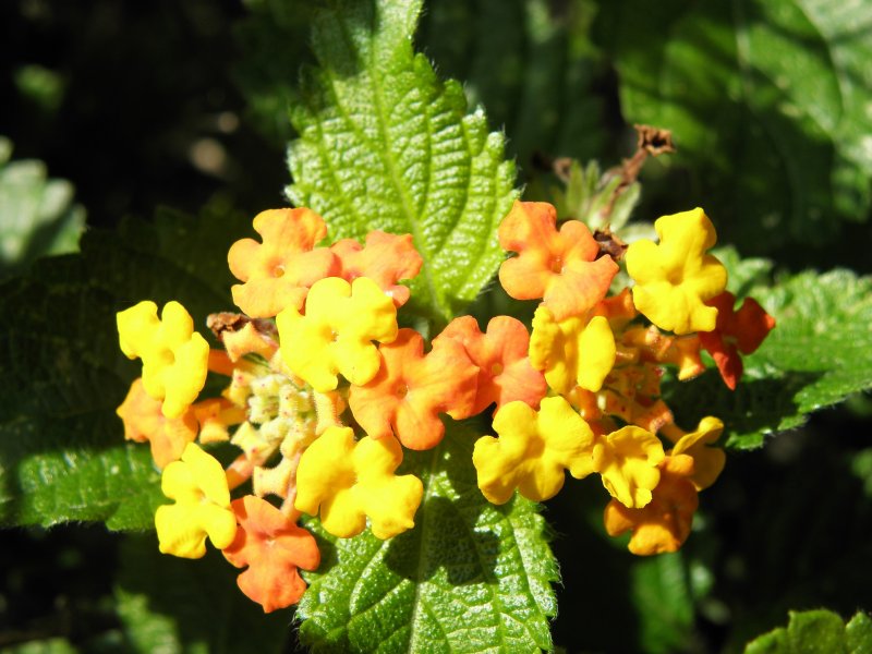 Lantana camara