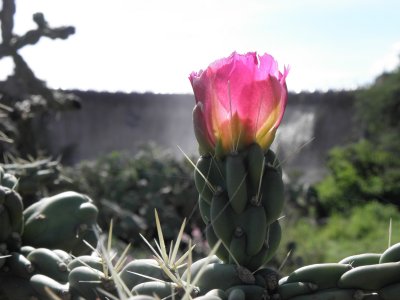 Flores Silvestres de San Miguel de Allende