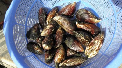 Fresh Mussels