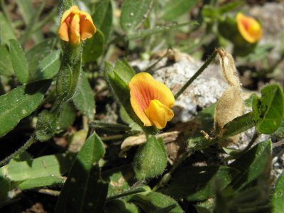 Zornia thymifolia