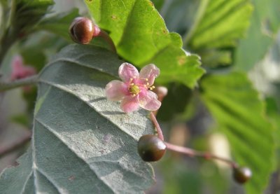 Talinum paniculatum