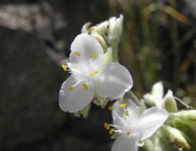 Commelina sp.