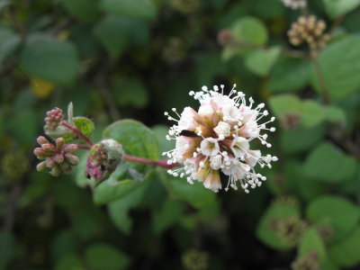 Pisoniella arborescens