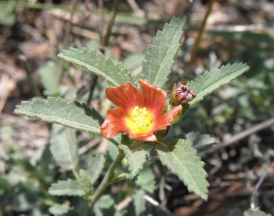 Sphaeralcea hastulata