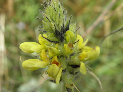 Dalea sp.