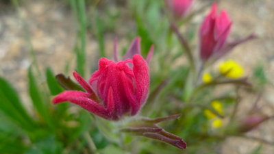 Scarlet Paintbrush