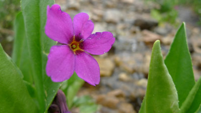 Parry Primrose