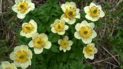 Globeflower