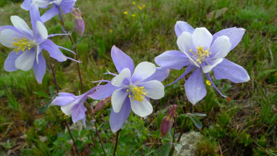 Columbine