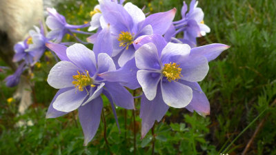 Columbine