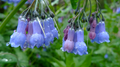 Chiming Bells