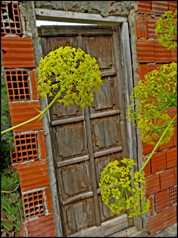 The old door.