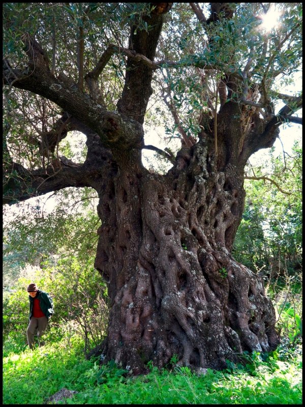 2000 year old olive tree.jpg