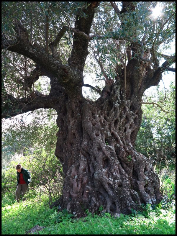 olive tree ingre 1sm.jpg