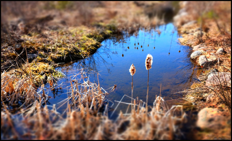 spring Cattails