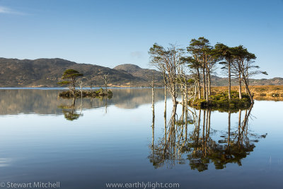 Loch Assynt Pines_EL26583.jpg