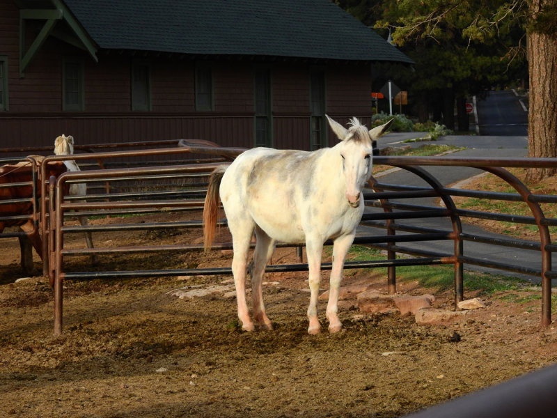 Grand Canyon mule