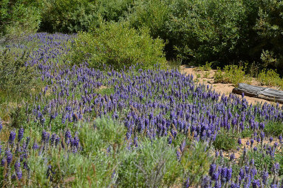 Lupine