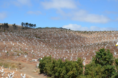 Central Coast avocado orchard