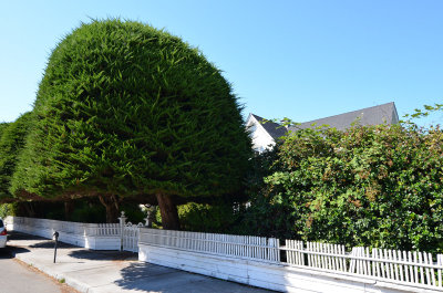 Ferndale - Gumdrop Tree