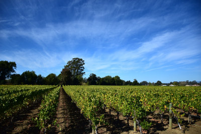 Los Carneros