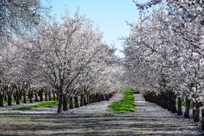 California snow, Feb. 2015