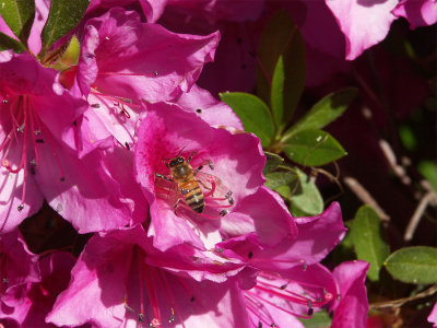 g9/38/800338/3/159699638.BaVq3XZ5.jpg