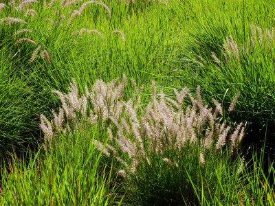 Grasses
