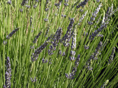 Lavender near blooming