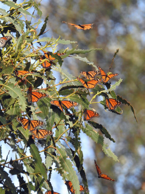 Monarchs at Pismo Beach