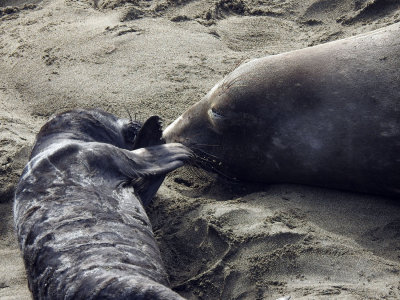 Elephant Seal mom and pup